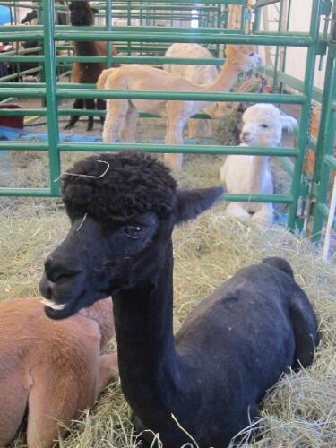 Animal Photo-Op: Check out the Livestock at the MOTHER EARTH NEWS FAIR